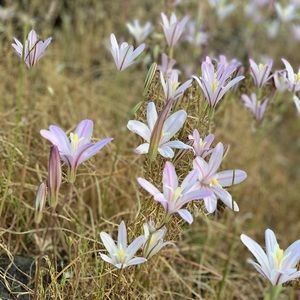 Meet your Posher, Rosemary